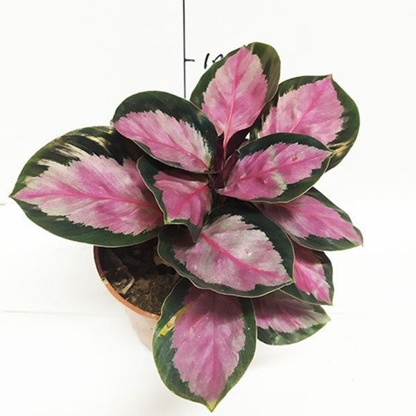 Calathea ' Rosy ' ( Calathea roseopicta )