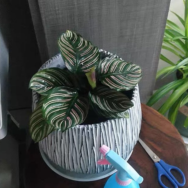 Calathea Sanderiana