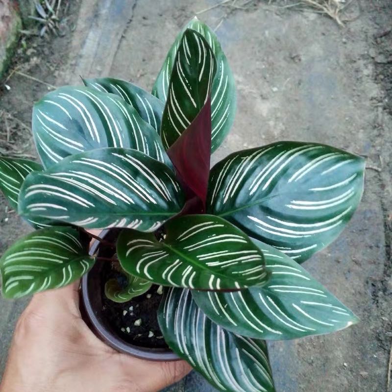 Calathea Sanderiana