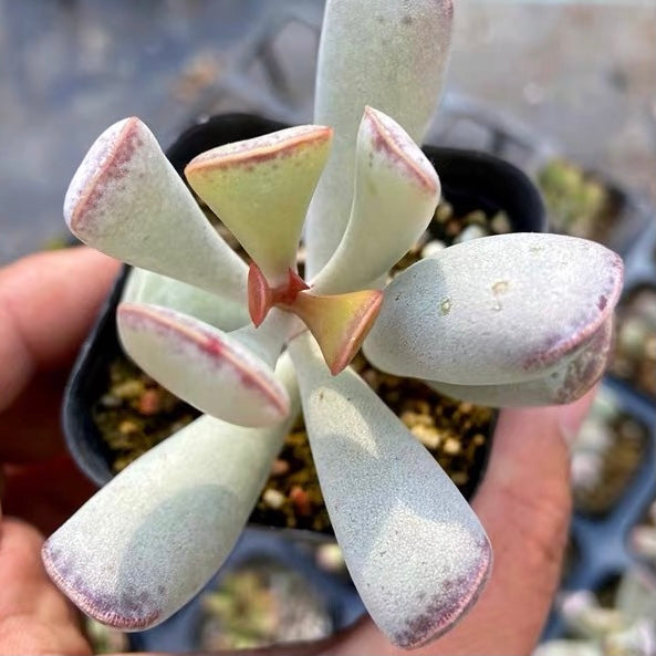 calico hearts succulent Calico hearts (Adromischus Triflorus) for Sale