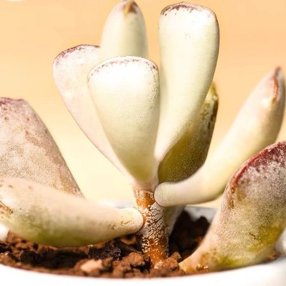 Calico hearts (Adromischus Triflorus)
