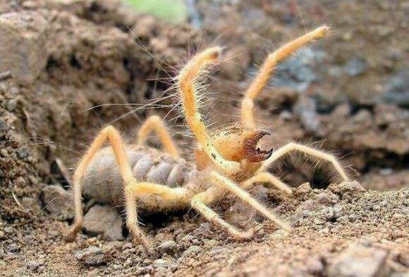 Camel Spider (Solifugae sp.)
