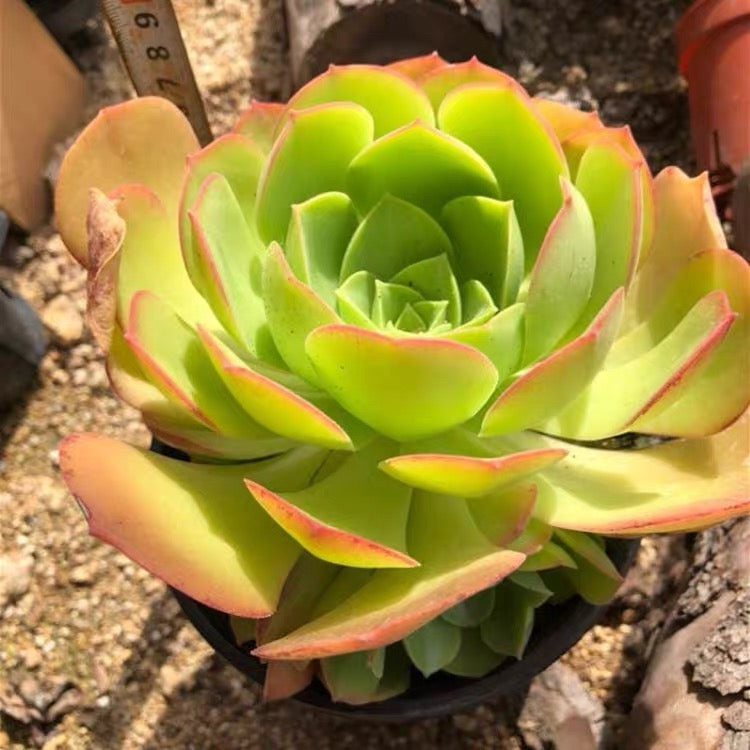 Canariense(Aeonium)