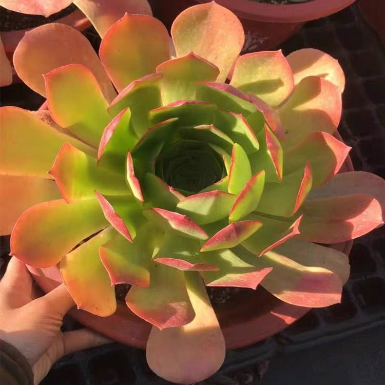 Canariense(Aeonium)