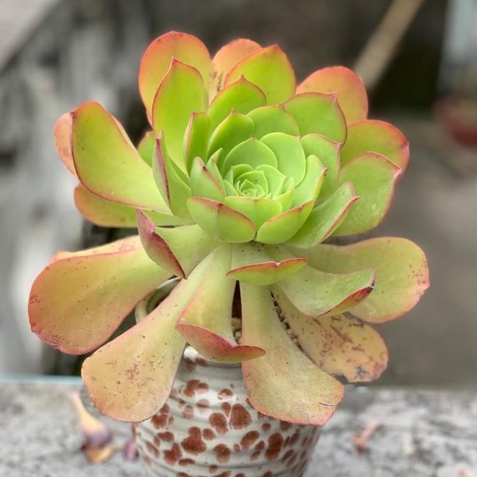 Canariense(Aeonium)