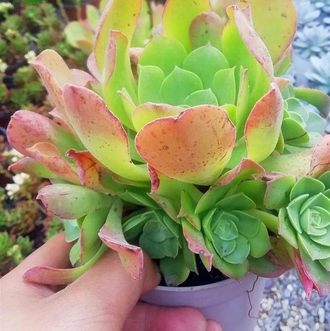 Canariense(Aeonium)