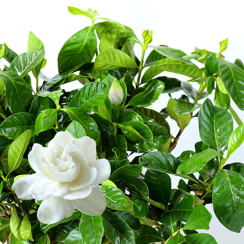 Gardenia jasminoides