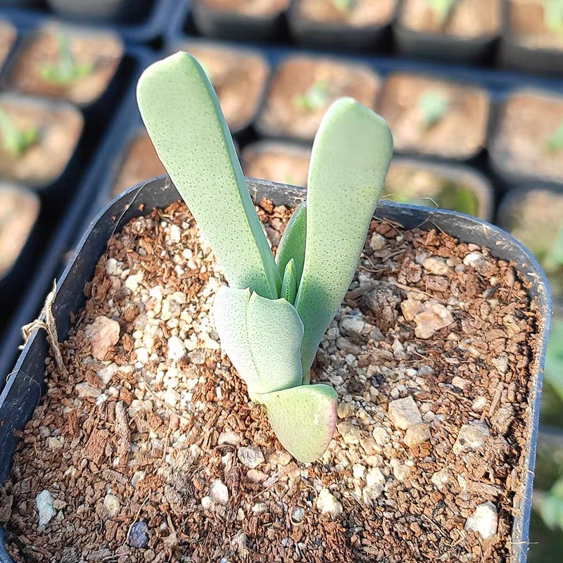 Carpet weed (Cheiridopsis denticulata)