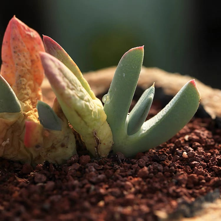 Carpet weed (Cheiridopsis denticulata)