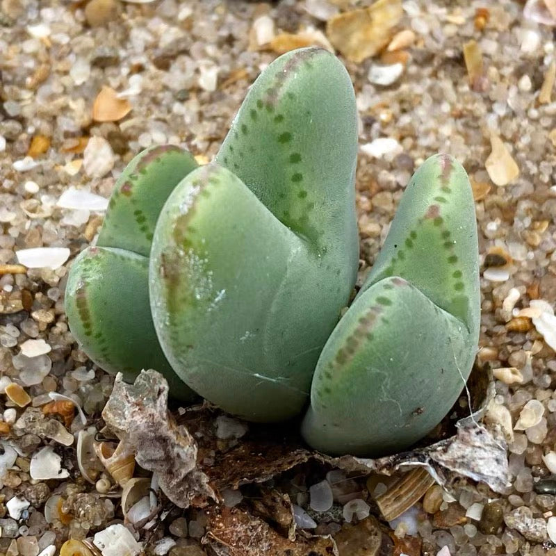 Carpet weed (Cheiridopsis denticulata)