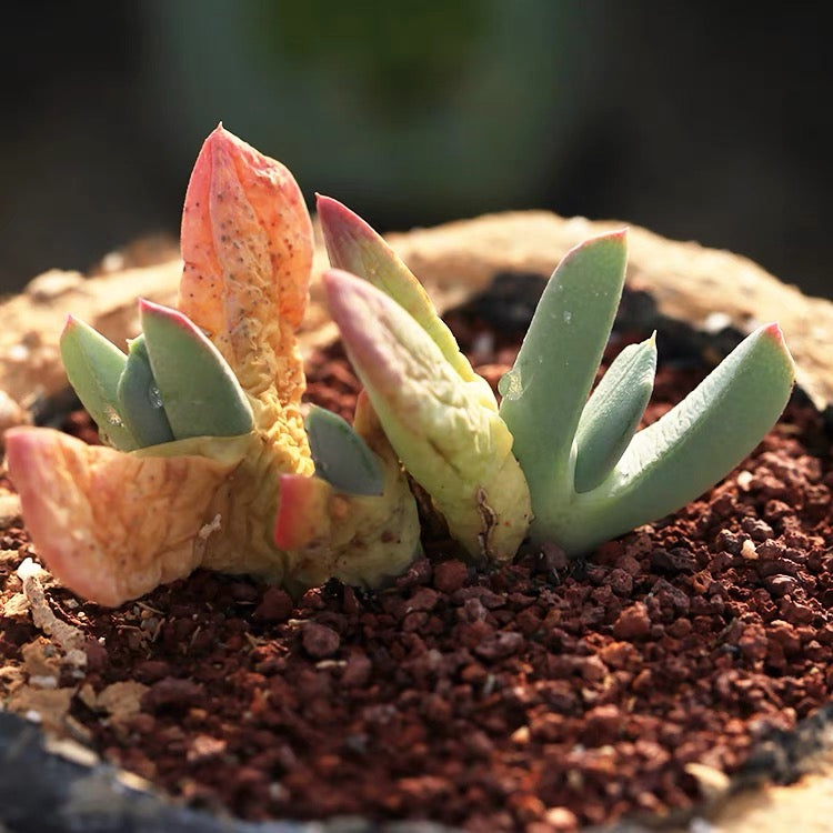 succulent weeds Carpet weed (Cheiridopsis denticulata) for Sale