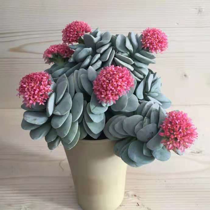 morgan's beauty succulent Crassula 'Mogan's Beauty'