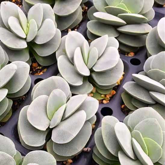 Crassula 'Mogan's Beauty'