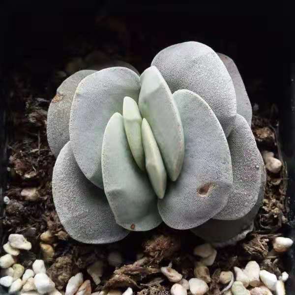 Crassula 'Mogan's Beauty'