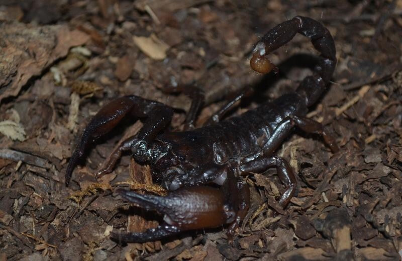 Cave Clawed Scorpion (Pandinus viatoris)