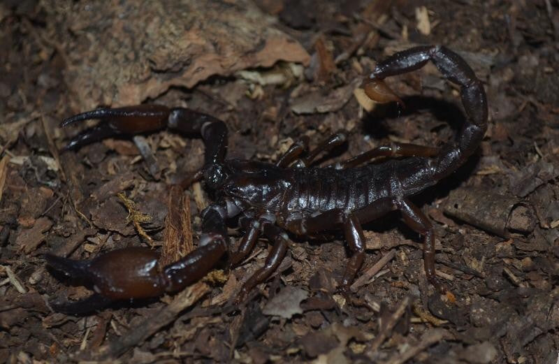 Cave Clawed Scorpion (Pandinus viatoris)