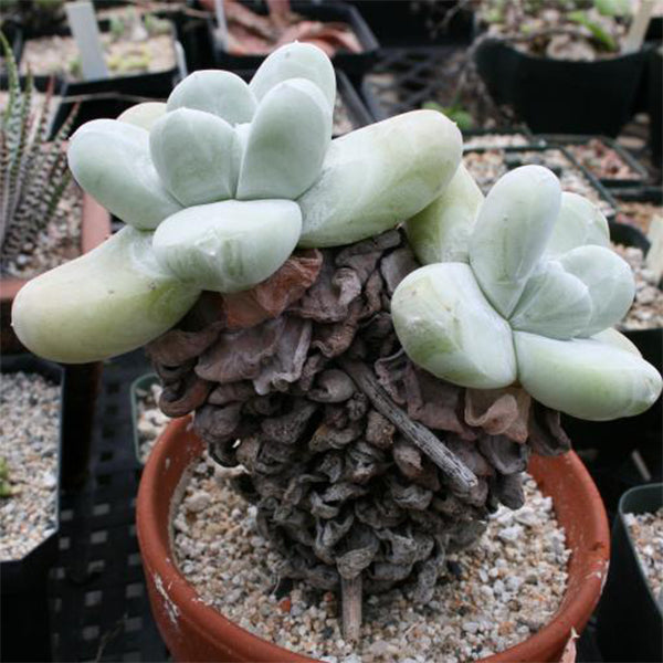 Cedros Island Liveforever(Dudleya pachyphytum)