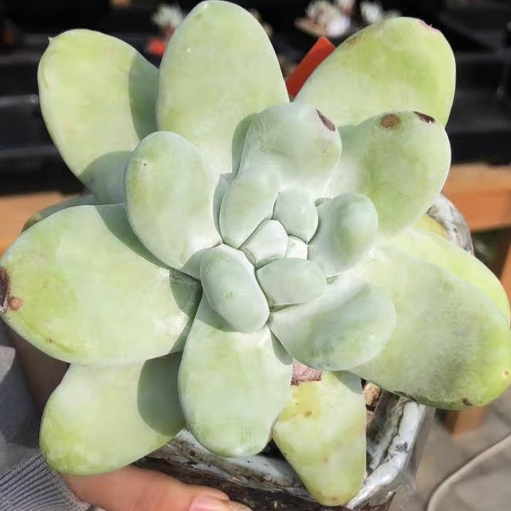 live succulent plants for sale Cedros Island Liveforever(Dudleya pachyphytum) for Sale