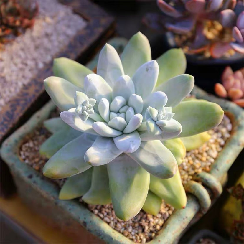 Cedros Island Liveforever(Dudleya pachyphytum)