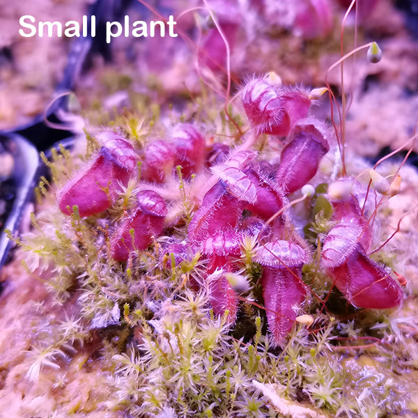 Cephalotus Follicularis