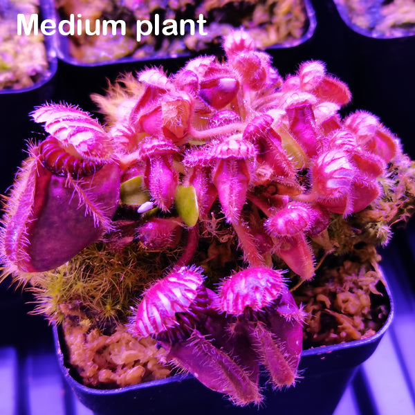 Cephalotus Follicularis