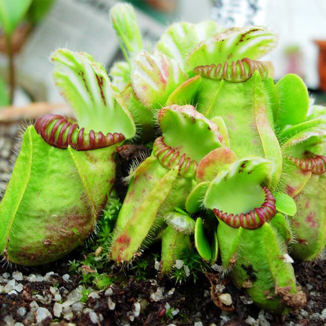 Cephalotus Follicularis