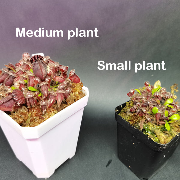 Cephalotus Follicularis German giant x Czech giant