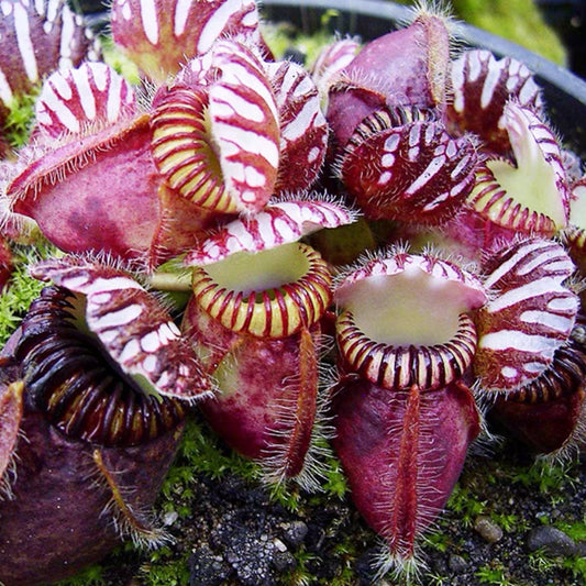 Cephalotus Follicularis German giant x Czech giant