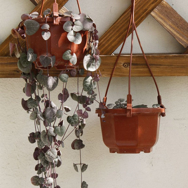 Chain of Hearts ( Ceropegia woodii )