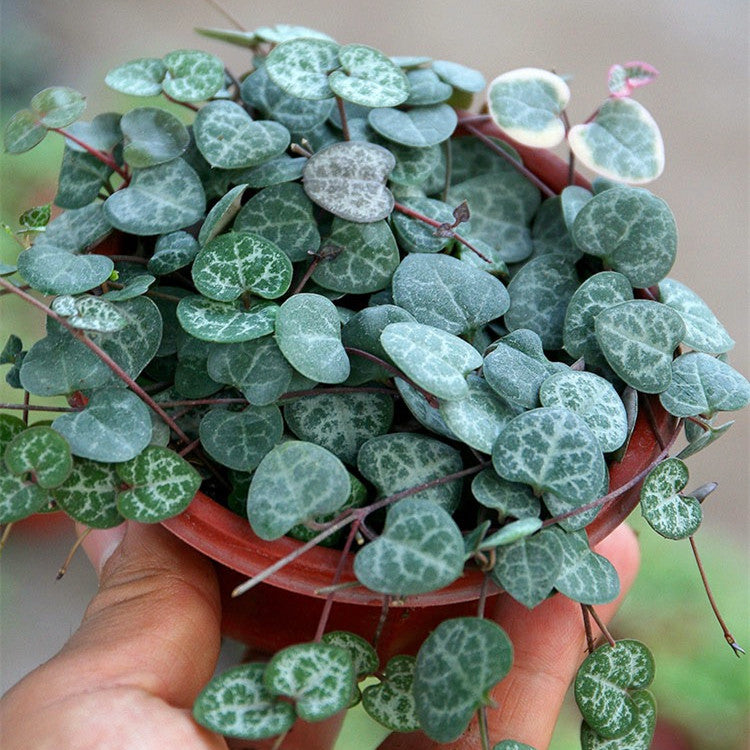 chain of hearts hanging plant Chain of Hearts ( Ceropegia woodii )