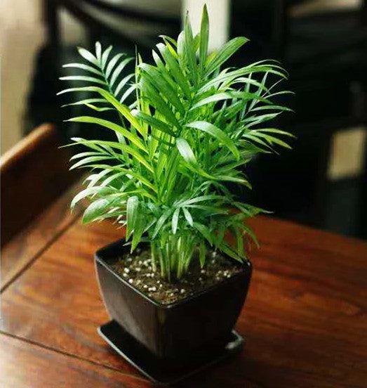 Chamaedorea Elegans ( Parlour palm )