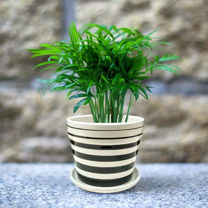 parlor palm for sale near me Chamaedorea Elegans ( Parlour palm ) for Sale