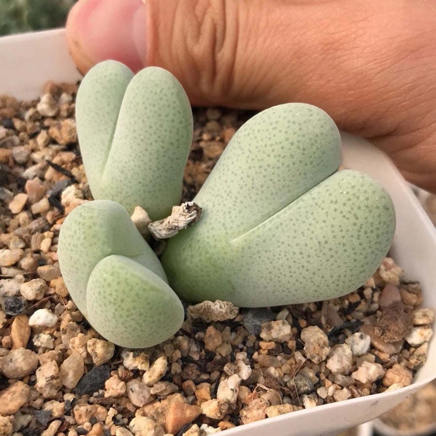Cheiridopsis pillansii
