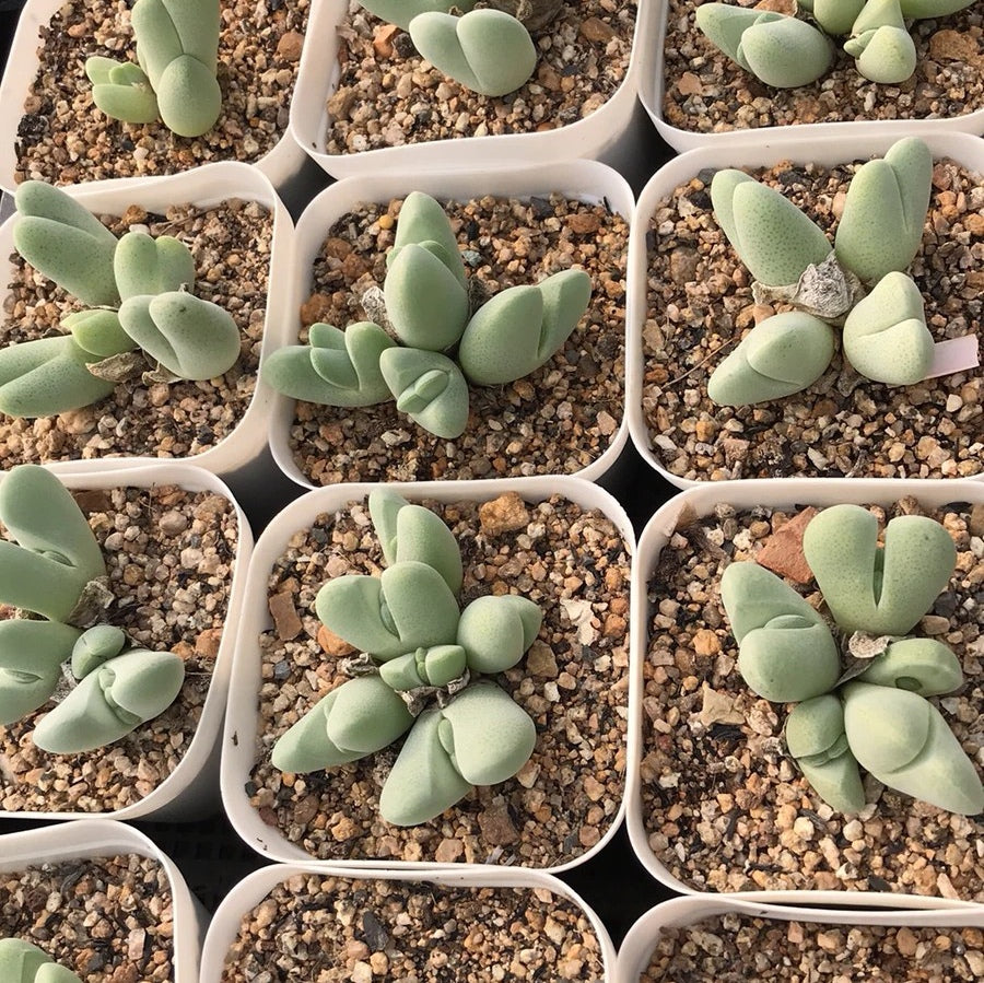 Cheiridopsis pillansii