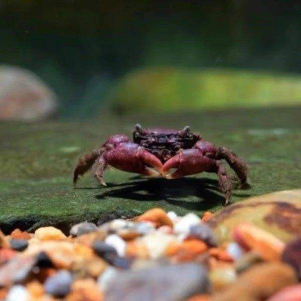 Cherry crab (Parapyxidognathus deianira)