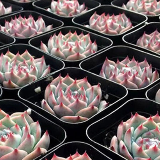 Echeveria Cv 'Momotarou'