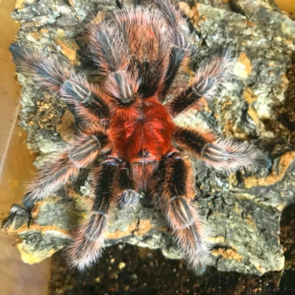 Chilean Rose Hair Tarantula (Grammostola rosea)