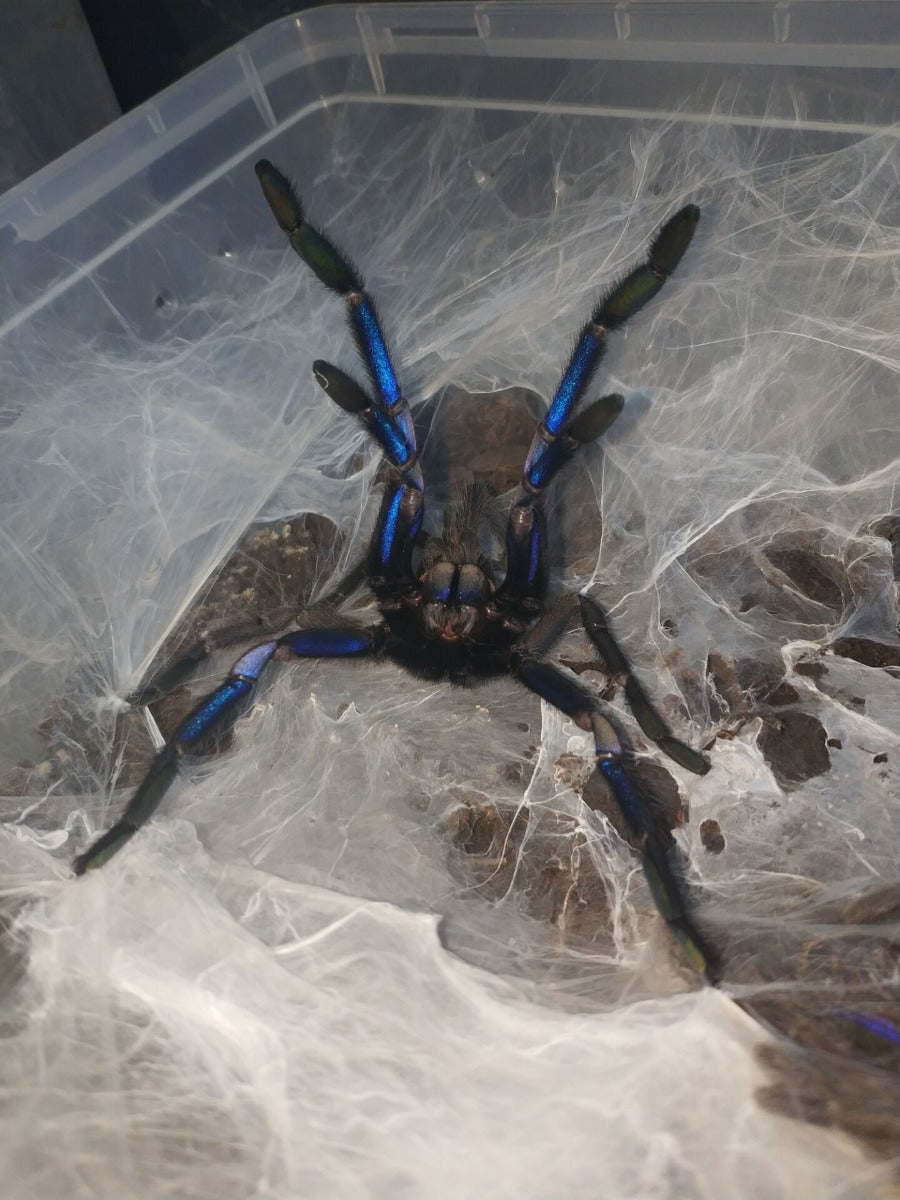 Chilobrachys sp. Electric Blue