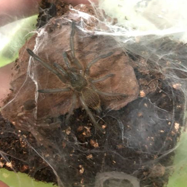 Chinese Fawn Tarantula (Chilobrachys guangxiensis)