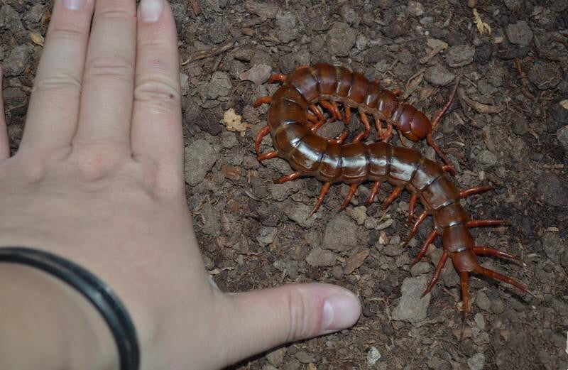 Chinese Giant Red Dragon Centipede (Scolopendra subspinipes dehaani)