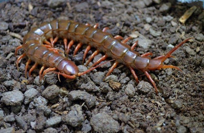 Chinese Giant Red Dragon Centipede (Scolopendra subspinipes dehaani)