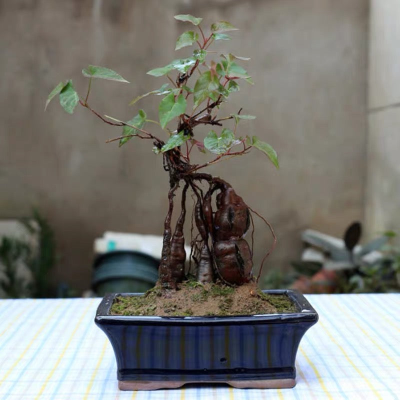bonsai trees for sale in sri lanka Chinese knotweed mini bonsai ( Fallopia multiflora ) for Sale