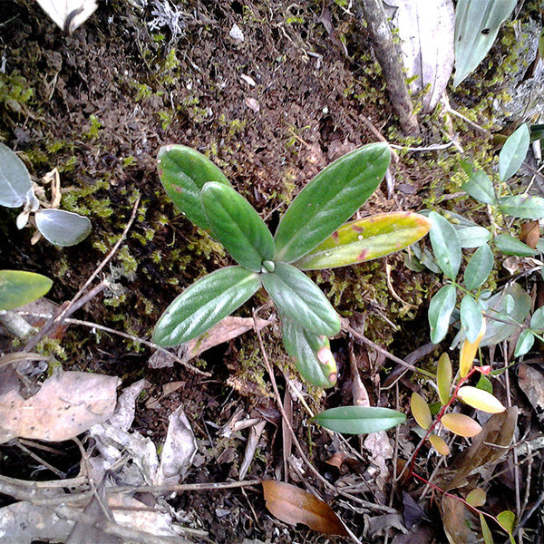 Chirita hedyotidea