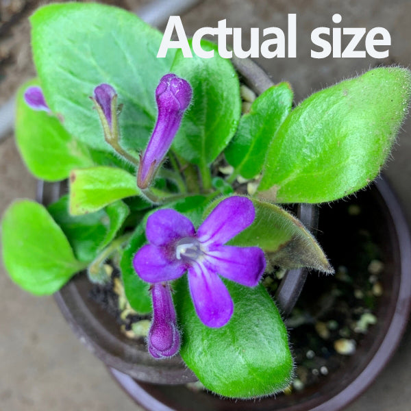 Chirita Tenuituba (W. T. Wang) W. T. Wang