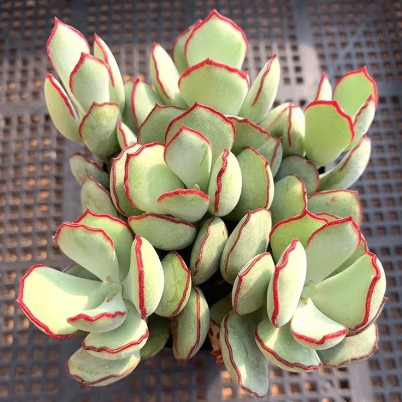 Choco Line (Cotyledon papillaris)