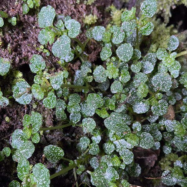 Chrysosplenium delavayi Franch