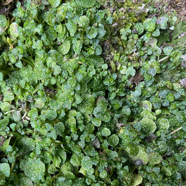 Chrysosplenium delavayi Franch