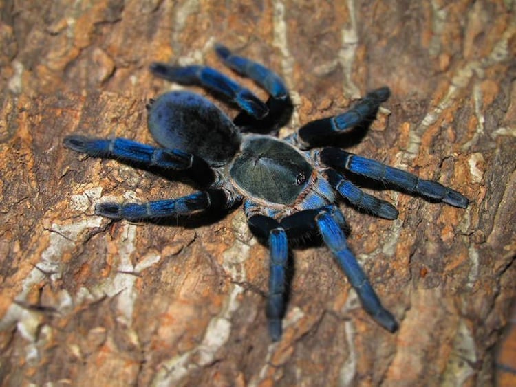 Cobalt Blue Tarantula (Cyriopagopus lividus)