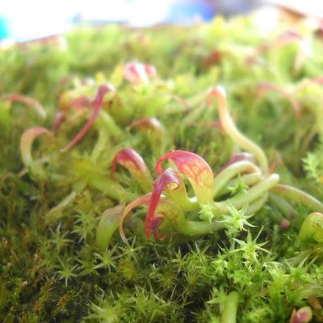 Cobra Lily (Darlingtonia Californica)