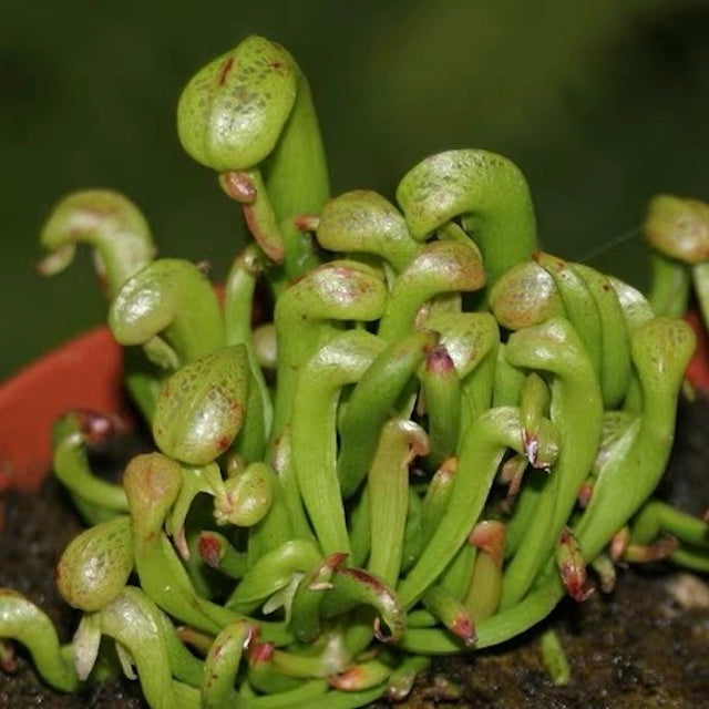 Cobra Lily (Darlingtonia Californica)